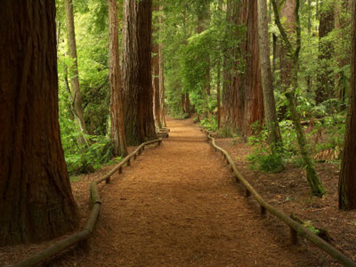 Bosque de Rotorua