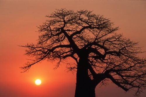 A la sombra del Baobab, de Xavier Moret