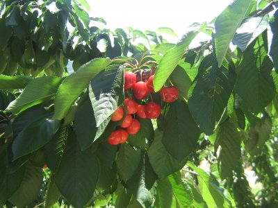 La cereza, el fruto del Valle del Jerte