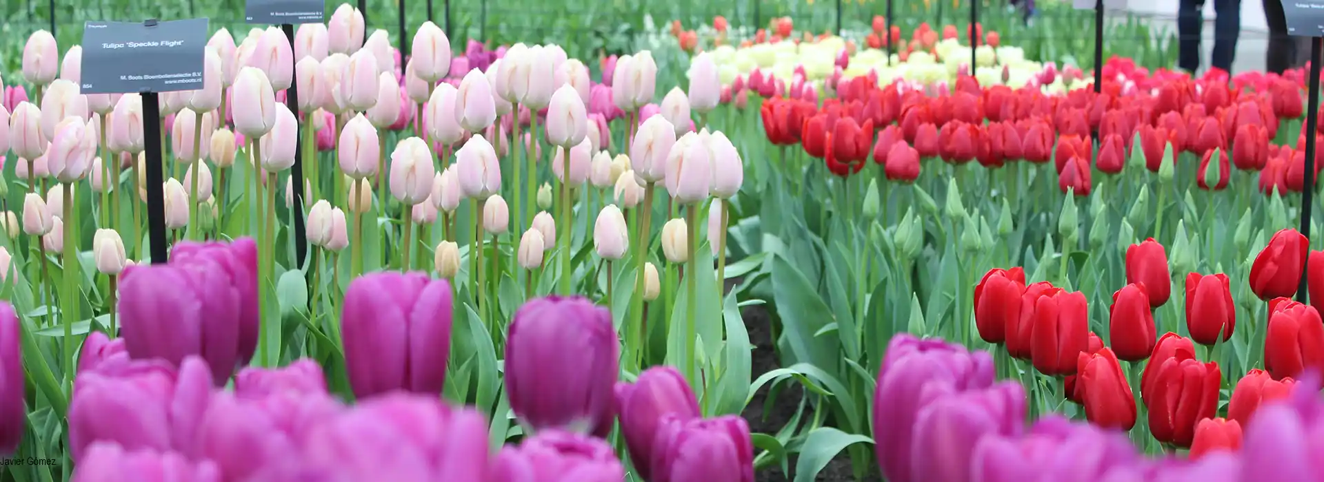 Jardines del Keukenhof