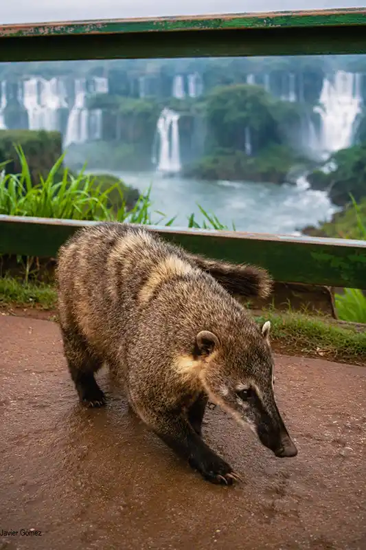 Fauna en Iguazú