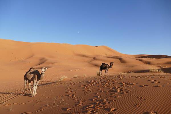 Excursión al desierto de Merzouga