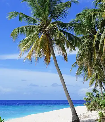 Excursión a Isla Saona