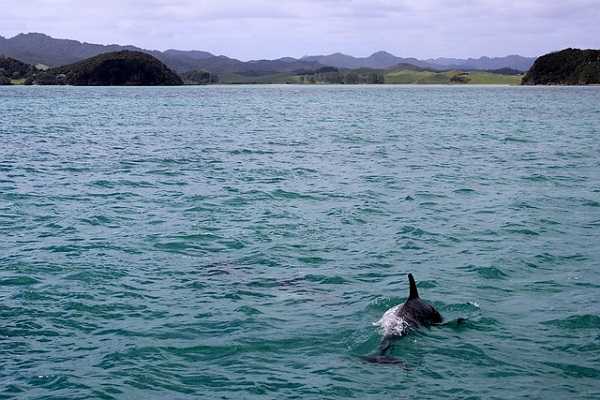 Avistamiento de delfines