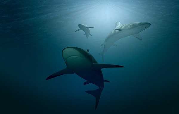 Baño-con-tiburones-en-False-Bay