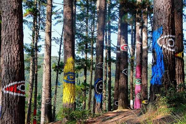 Bosque de Oma