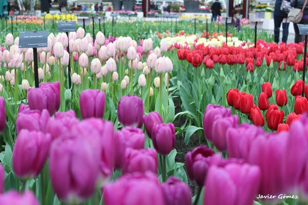 Tulipanes en el Keukenhof