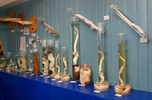 Faloteca de Islandia