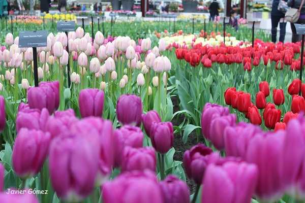 Jardines del Keukenhof