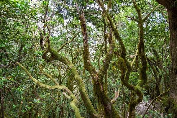 Parque Nacional de Garajonay en La Gomera
