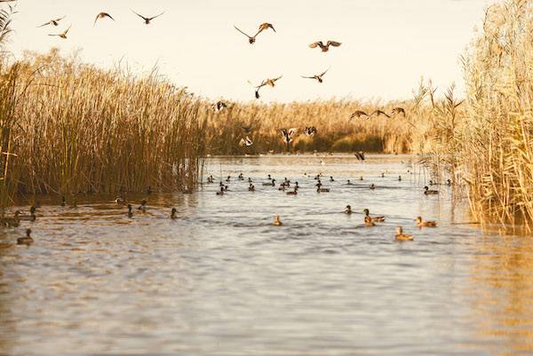 Parque Natural Albufera