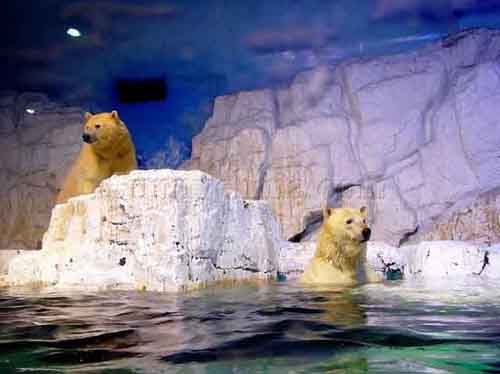 acuario-polar-de-dalian