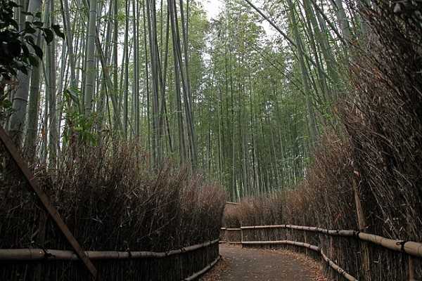 arashiyama bosque de bambu