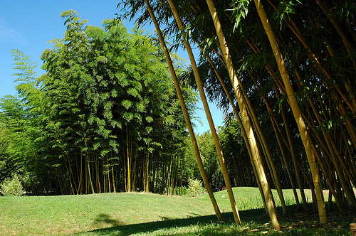 bambouseraie