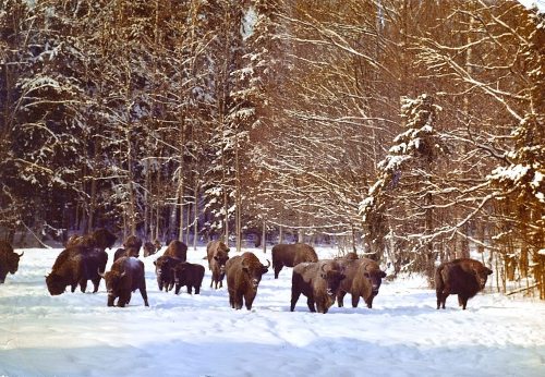 Parque Nacional de Bialowieski