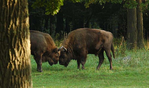 Parque Nacional de Bialowieski