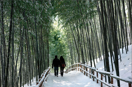 bosque-de-bambu-en-damyang