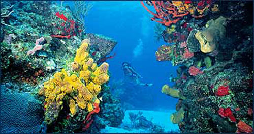 Isla Mujeres, un pequeño paraíso en Cancun 2 buceo 2