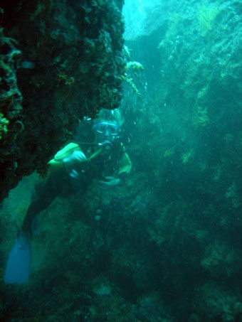 buceo-en-oman