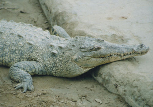 cocdrilo.jpg