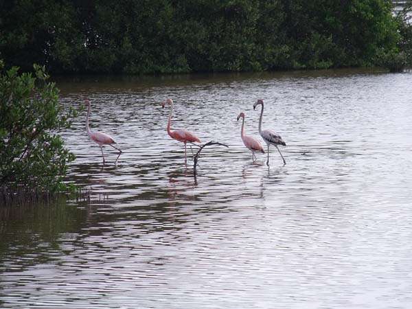 Flamencos rosados en los cayos de Cuba