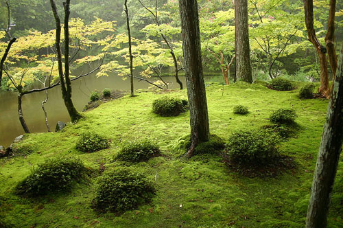 kokedera