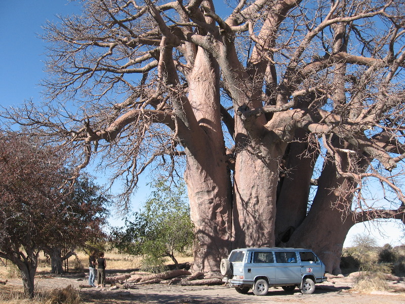 Baobab en Makgadikgadi