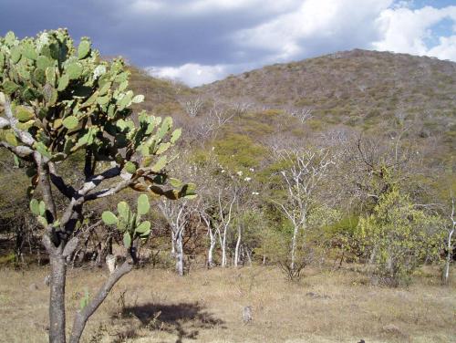 natur sierra morelos