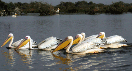 Pelicanos en el Parque Djoudj