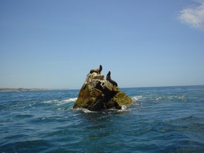 Los Cabos, Baja California 3 Leones marinos en islote emergido del mar