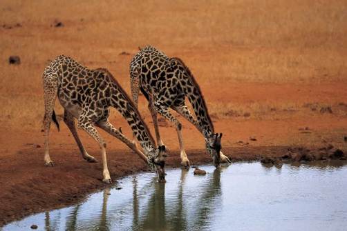 Parque Nacional de Tsavo